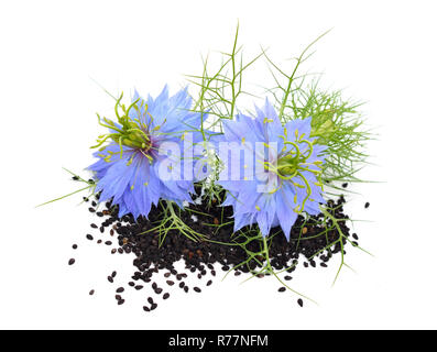 Nigella sativa oder Fenchel Blume, Muskatnuss Blume, schwarz Kümmel, römische Koriander, Schwarzkümmel, schwarzer Sesam, blackseed, schwarz Kümmel, Bunium persicum. Stockfoto