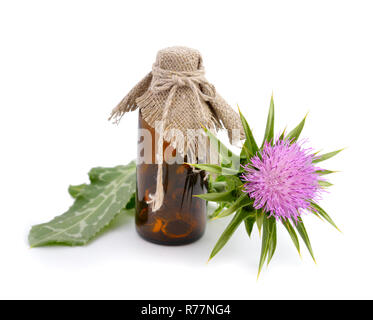 Silybum marianum hat weitere Namen gehören cardus Marianus, Mariendistel, gesegnet, Mariendistel, Marian Thistle, Maria Thistle, Saint Mary's Thistl Stockfoto