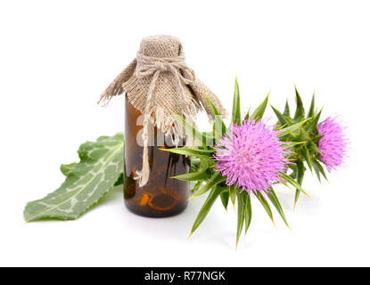 Silybum marianum hat weitere Namen gehören cardus Marianus, Mariendistel, gesegnet, Mariendistel, Marian Thistle, Maria Thistle, Saint Mary's Thistl Stockfoto