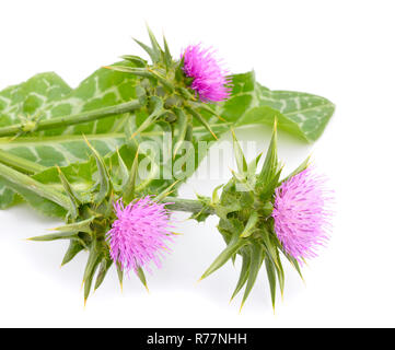 Silybum marianum hat weitere Namen gehören cardus Marianus, Mariendistel, gesegnet, Mariendistel, Marian Thistle, Maria Thistle, Saint Mary's Thistl Stockfoto