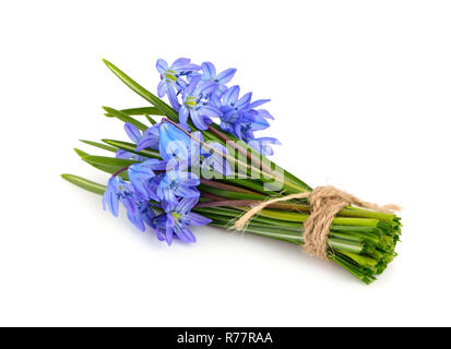 Blumenstrauß von Scilla. Auf weissem Hintergrund. Stockfoto