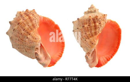 Cockleshells isoliert auf einem weißen Hintergrund. Stockfoto