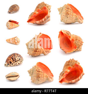 Cockleshells auf einem weißen Hintergrund. Stockfoto