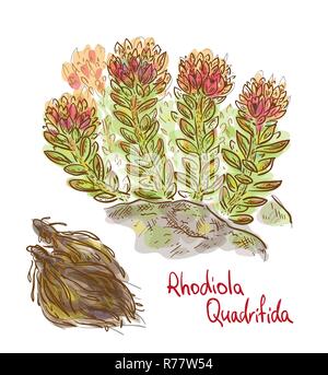 Rhodiola quadrifida Anlage mit getrockneten Wurzeln. Vector Illustration. Stock Vektor