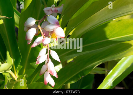 Alpinia zerumbet, allgemein bekannt als Shell Ginger, rosa Porzellan Lily, bunte Ingwer oder butterfly Ginger Stockfoto