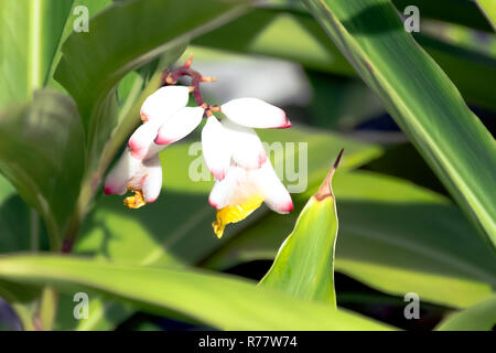 Alpinia zerumbet, allgemein bekannt als Shell Ginger, rosa Porzellan Lily, bunte Ingwer oder butterfly Ginger Stockfoto