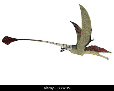 Eudimorphodon über Weiß Stockfoto