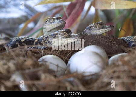 Neugeborene Alligator in der Nähe der Eiablage im Nest. Stockfoto