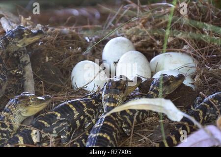 Neugeborene Alligator in der Nähe der Eiablage im Nest. Stockfoto