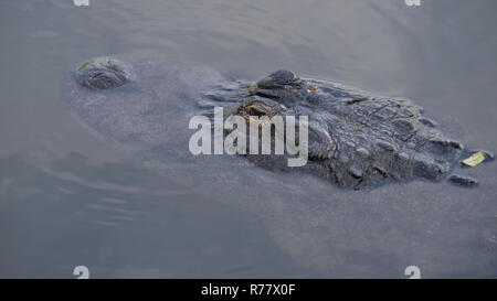 Alligatoren in einem Sumpf in Florida. Stockfoto