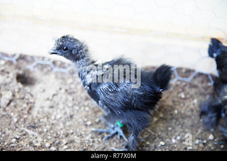 Süße blaue Silkie Küken in Stockfoto
