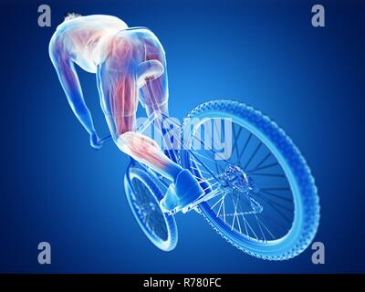 3D-Darstellung der Muskeln ein Radfahrer. Stockfoto