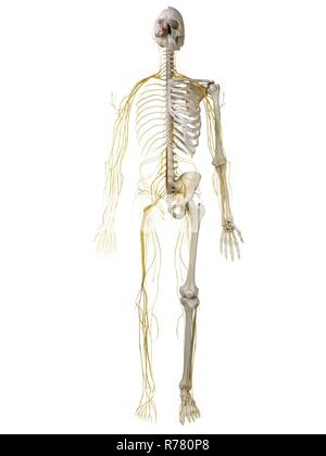 Gerenderten 3d-Abbildung des menschlichen Nervensystems. Stockfoto