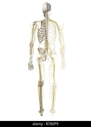 Gerenderten 3d-Abbildung des menschlichen Nervensystems. Stockfoto