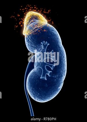 Gerenderten 3d-Abbildung der Nebenniere Hormone produziert. Stockfoto