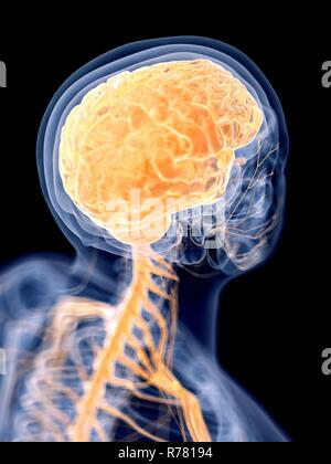 Gerenderten 3d-Abbildung des menschlichen Gehirns. Stockfoto