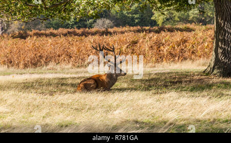 Ein roter Hirsch Hirsche in den Schatten am Bushy Park, England, Großbritannien Stockfoto