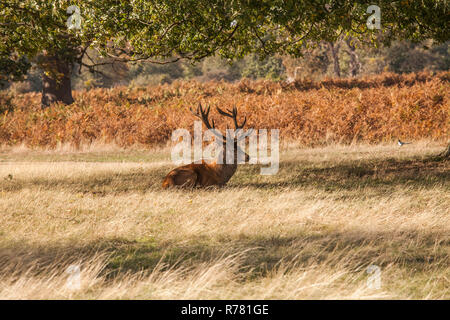 Ein roter Hirsch Hirsche in den Schatten am Bushy Park, England, Großbritannien Stockfoto