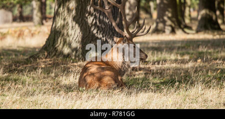 Ein roter Hirsch Hirsche in den Schatten am Bushy Park, England, Großbritannien Stockfoto