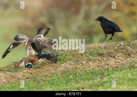 Mäusebussard Buteo buteo, Helmdecke & Fütterung auf gemeinsame Fasan Phasianus colchicus töten, mit Rabenkrähe Corvus corone, Wiltshire, UK, November Stockfoto