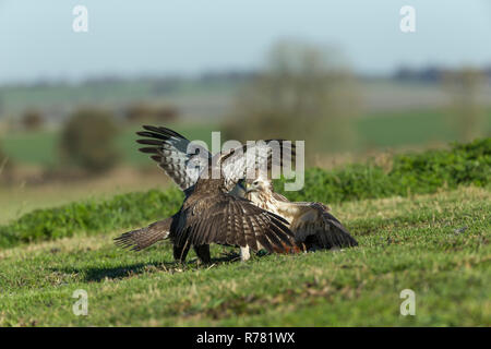 Mäusebussard Buteo buteo, Paar sparring über Gemeinsame Fasan Phasianus colchicus töten, Berwick Bassett, Wiltshire, UK, November Stockfoto