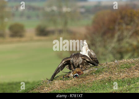 Mäusebussard Buteo buteo, helmdecke Gemeinsame Fasan Phasianus colchicus töten, Berwick Bassett, Wiltshire, UK, November Stockfoto