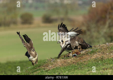 Mäusebussard Buteo buteo, helmdecke Gemeinsame Fasan Phasianus colchicus mit Intraspezifische Konkurrenz, Berwick Bassett, Wiltshire, UK, November Stockfoto