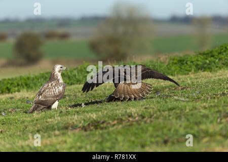 Mäusebussard Buteo buteo, helmdecke Gemeinsame Fasan Phasianus colchicus Beute, Berwick Bassett, Wiltshire, UK, November Stockfoto