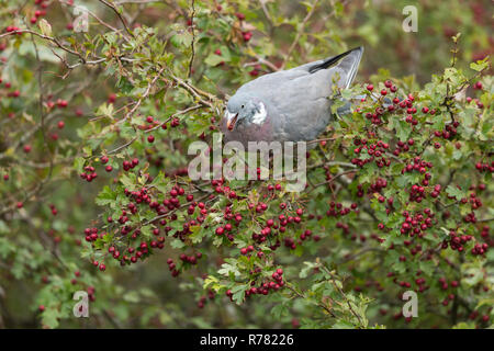 Gemeinsame Ringeltaube Columba Palumbus, Nahrungssuche auf gemeinsame Weißdorn Rosa moschata Beeren, Weston-Super-Mare, Somerset, Großbritannien, Oktober Stockfoto