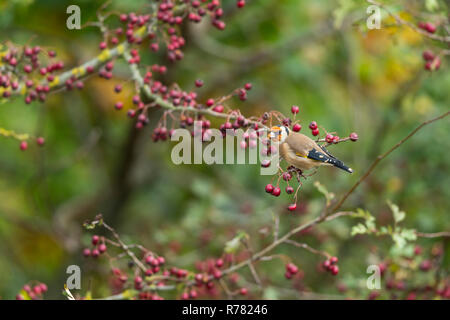 Europäische Stieglitz Carduelis carduelis, in gemeinsamen Weißdorn Rosa Moschata beladen mit roten Beeren, Weston-Super-Mare, Somerset, Großbritannien, Oktober gehockt Stockfoto