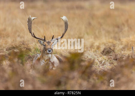 Damwild Dama Dama, Hirsch, unter Bracken & Gras ausruhen, Bradgate Park, Leicestershire, UK, November Stockfoto