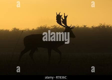 Damwild Dama Dama, Hirsch, zu Fuß entlang der Strecke, Bushy Park, London, England, Großbritannien, Oktober Stockfoto