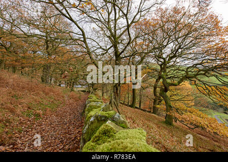 Eichen auf einem Hügel in der Nähe von Hayfield Cheshire. Stockfoto