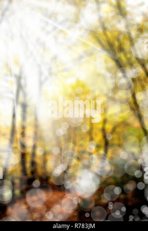 Wald im Herbst Stockfoto