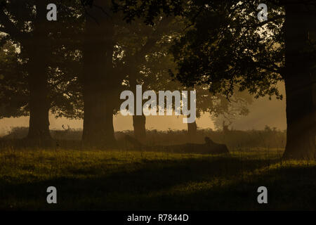 Rothirsch Cervus elaphus, Hirsch, zu Fuß durch die Wälder bei Sonnenaufgang zerstreut, Bushy Park, London, England, Großbritannien, Oktober Stockfoto