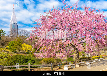 Shinjuku, Japan Garten im Frühjahr seaso. Stockfoto