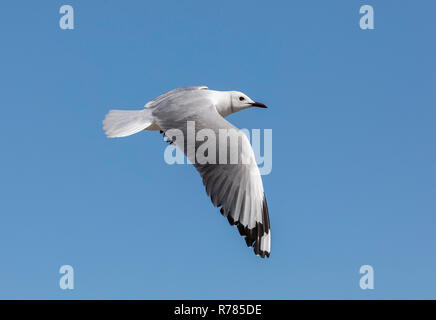 Hartlaub's Möwe, Chroicocephalus hartlaubii, im Flug, West Coast National Park, Südafrika. Stockfoto