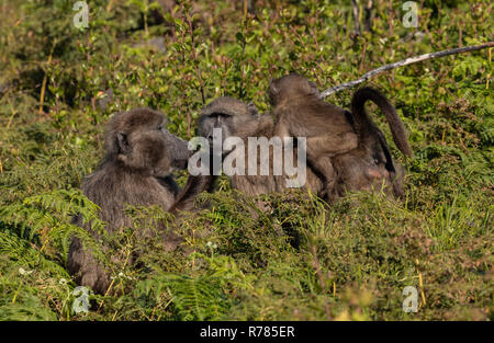 Chacma baboon, Papio Ursinus, kleine Familie auf Cape Point, Südafrika. Stockfoto