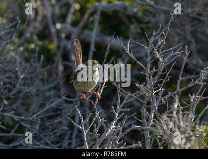 Karoo Prinia, Prinia maculosa, in der Brutzeit im Scrub, Cape Point, Südafrika. Stockfoto