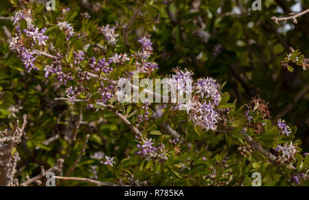 Puzzle Bush, Ehretia rigida ssp. rigida in Blume, Namaqualand, Südafrika. Stockfoto