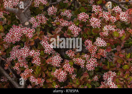 Rosa Freude, crassula ovata, in der Blume in der Halbwüste, Südafrika. Stockfoto