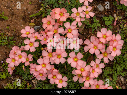 Yellow-eyed Sauerampfer, Oxalis obtusa in Blume in Grünland, Karoo, Südafrika. Stockfoto