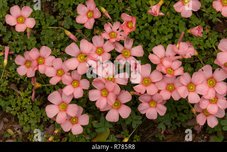 Yellow-eyed Sauerampfer, Oxalis obtusa in Blume in Grünland, Karoo, Südafrika. Stockfoto