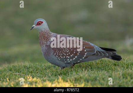 Gefleckte Taube Columba Guinea, Fütterung in Küstengebieten, Grünland, Hermanus, Western Cape, Südafrika. Stockfoto