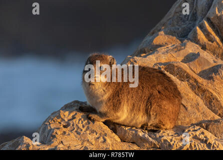 Klippschliefer, Procavia capensis, auf Felsen an der Küste Hermanus, Western Cape, Südafrika. Stockfoto