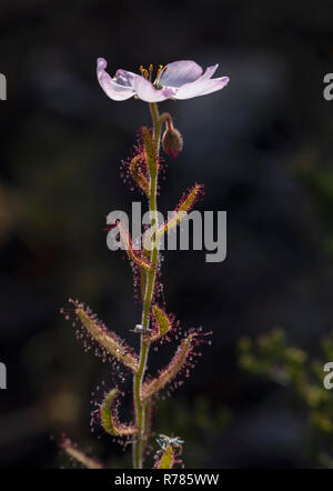 Rosa blühenden Sonnentau, Drosera cistiflora, Blume, Fernkloof Reserve, Südafrika. Stockfoto