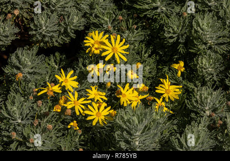 Spitze - Blatt euryops, Euryops abrotanifolius, Fynbos, Western Cape, Südafrika. Stockfoto