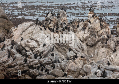 Kolonie und Roost von Kap Kormorane, White-breasted Kormoran und Bank Kormoran am Stony Point, Betty's Bay, Kapstadt, Südafrika. Stockfoto