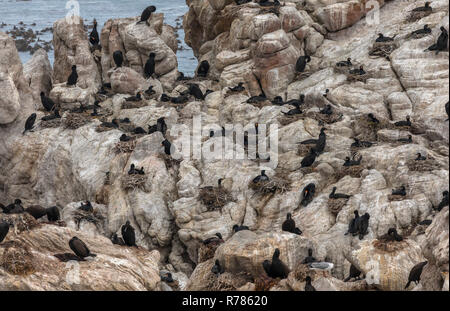 Kolonie und Roost von Kap Kormorane, White-breasted Kormoran und Bank Kormoran am Stony Point, Betty's Bay, Kapstadt, Südafrika. Stockfoto