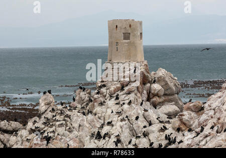 Kolonie und Roost von Kap Kormorane und Bank Kormoran am Stony Point, Betty's Bay, Kapstadt, Südafrika. Stockfoto